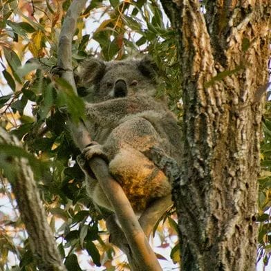 Will Environment Minister Sussan Ley let a mine destroy koala breeding grounds? Will Environment Minister Sussan Ley let a mine destroy koala breeding grounds?